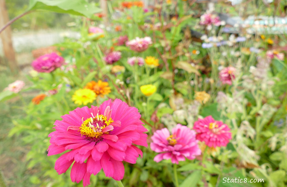 Pink Zinnias and other flowers