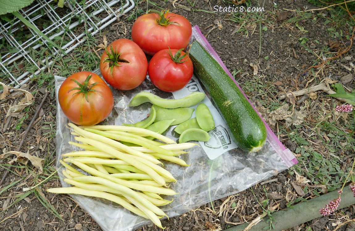 Harvest