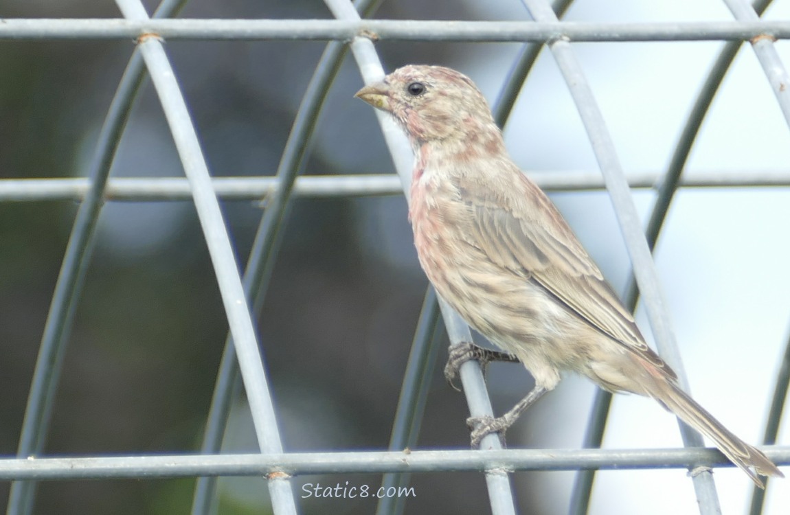 House Finch standing on an empty wire trellis