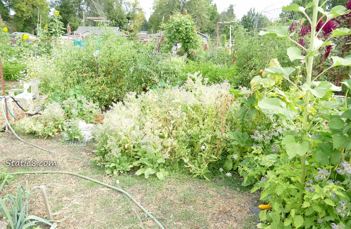 garden plot