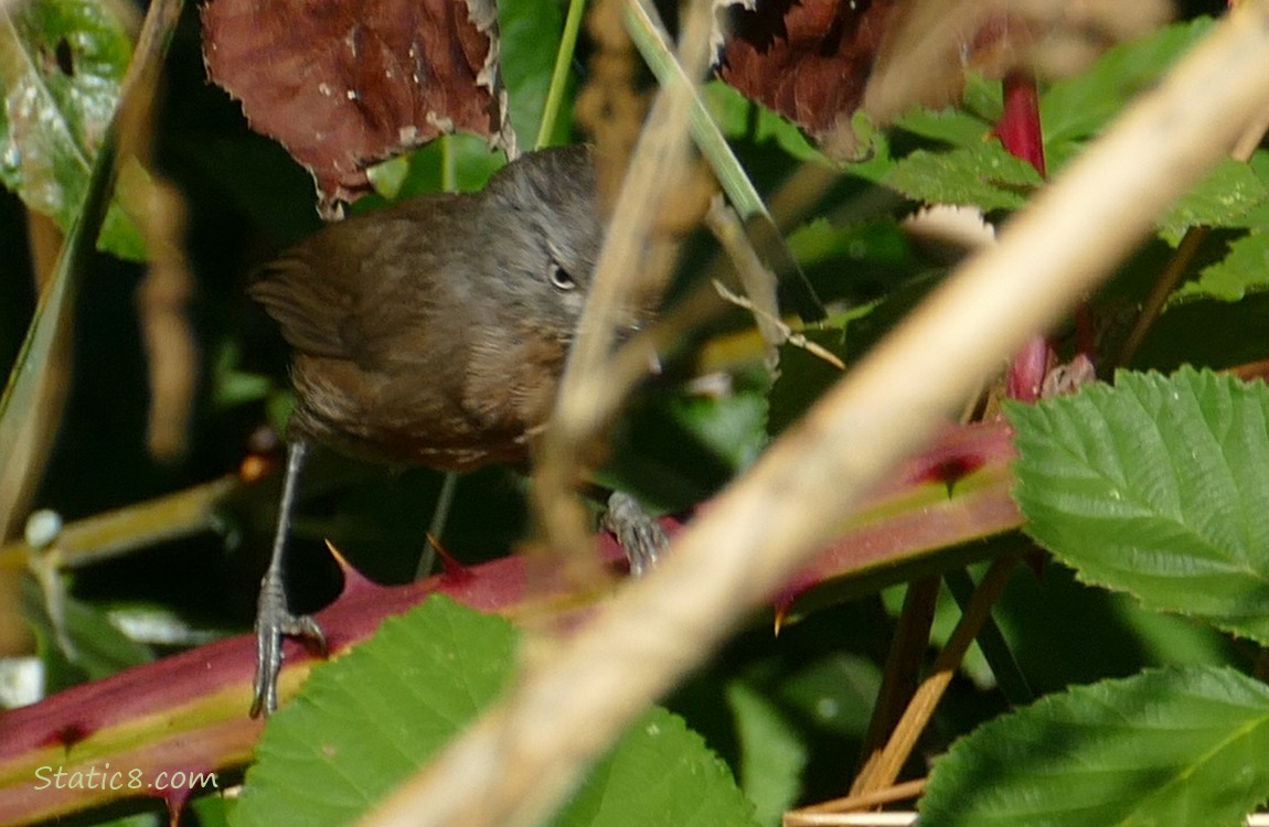 Bushtit behind some sticks