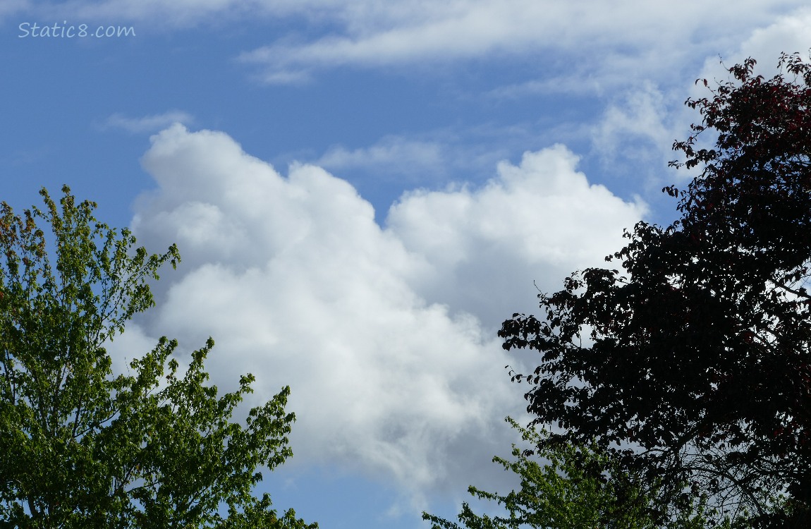 Puffy white clouds in the sky, past some trees