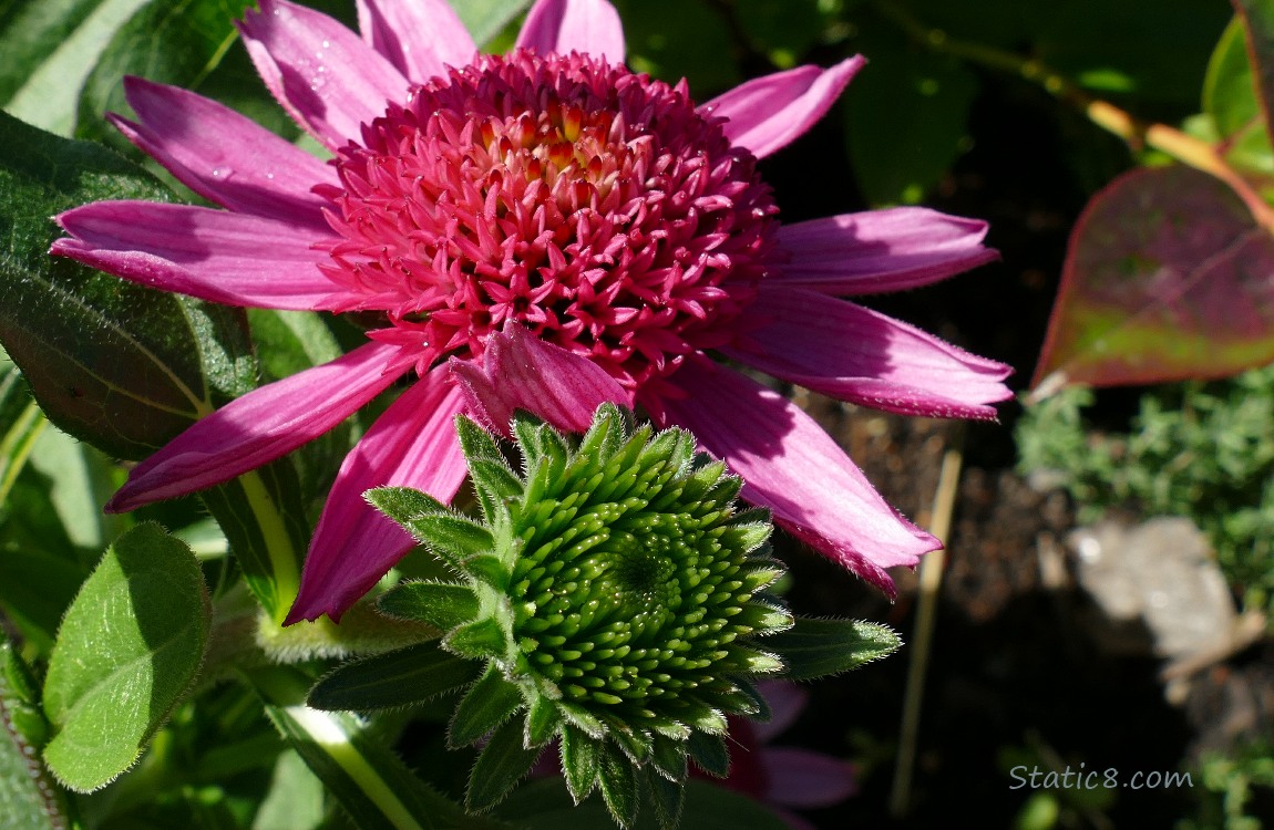 Bright pink Echinacea bloom with a smaller green bloom