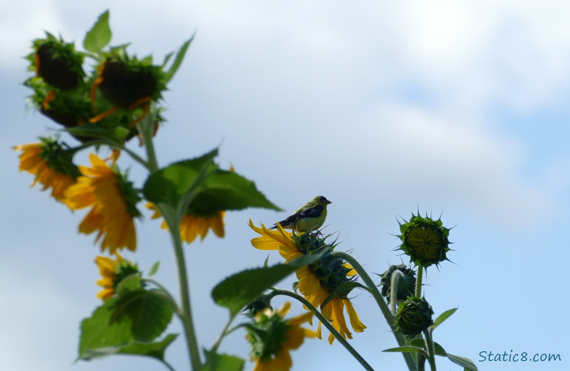 Goldfinch standing on a Sunflower