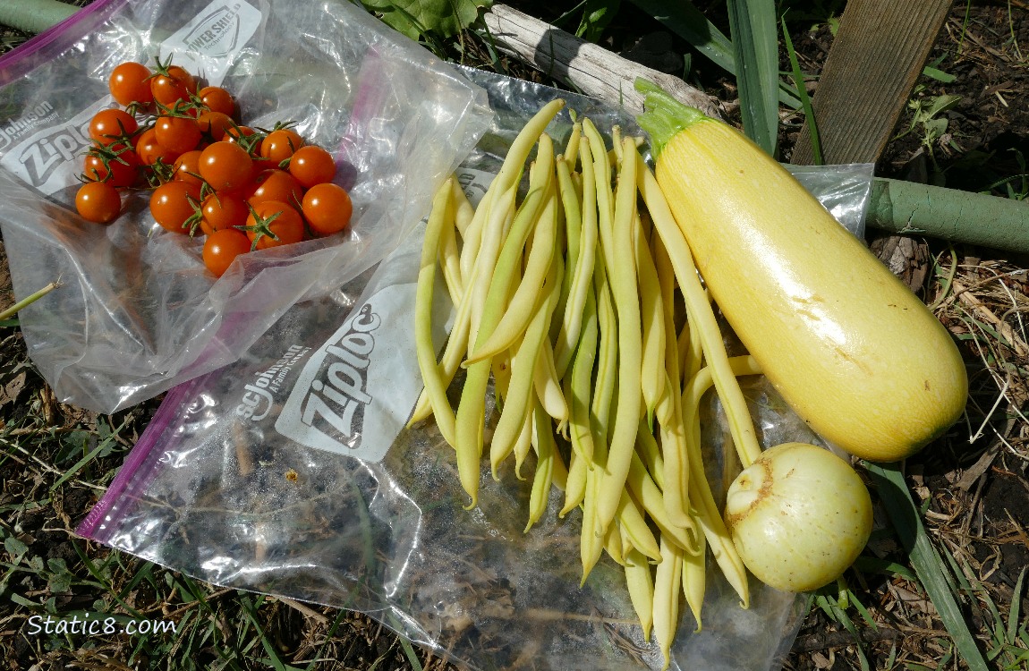 Harvested veggies laying on the ground