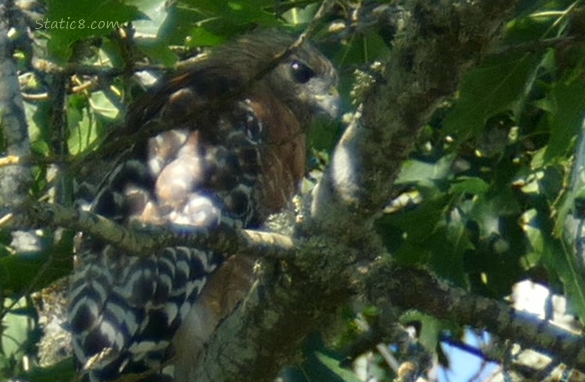 Red Shoulder Hawk standing in a tree looking down