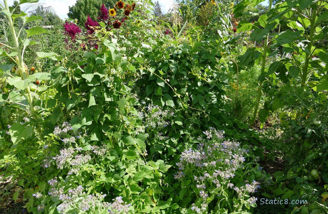 Bean plants on a trellis