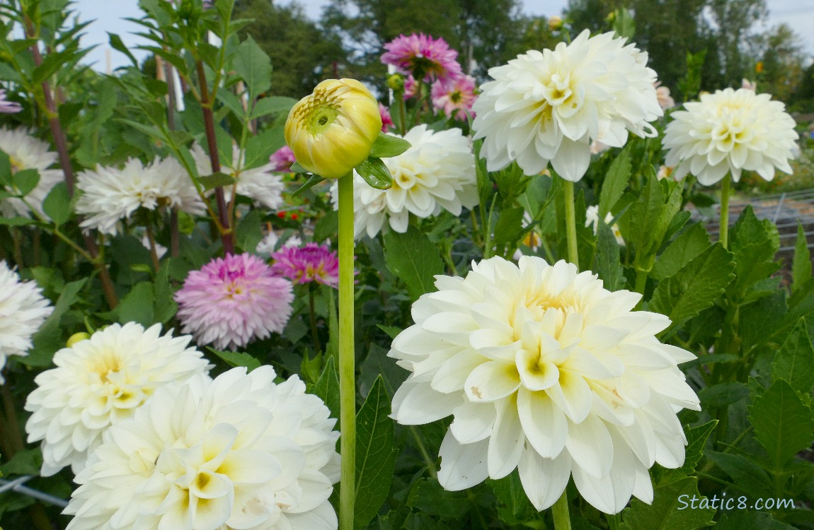 Pale yellow and pink Dahlia blooms