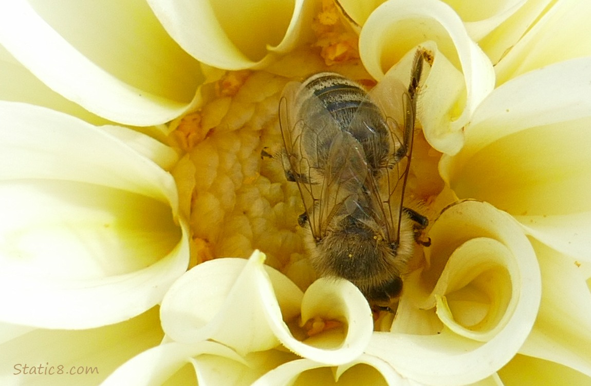 Honey Bee in a yellow Dehlia blossom