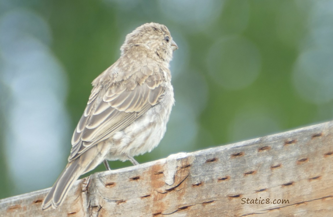 House Finch standing on a wood fence