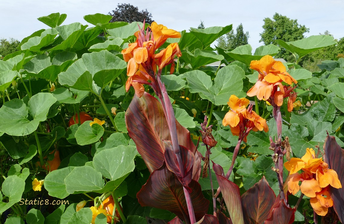 Canna Lilies in front of a pumpkin vine