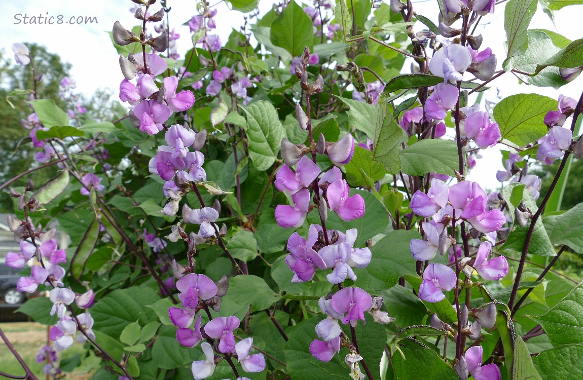 Bean plant with purple blooms