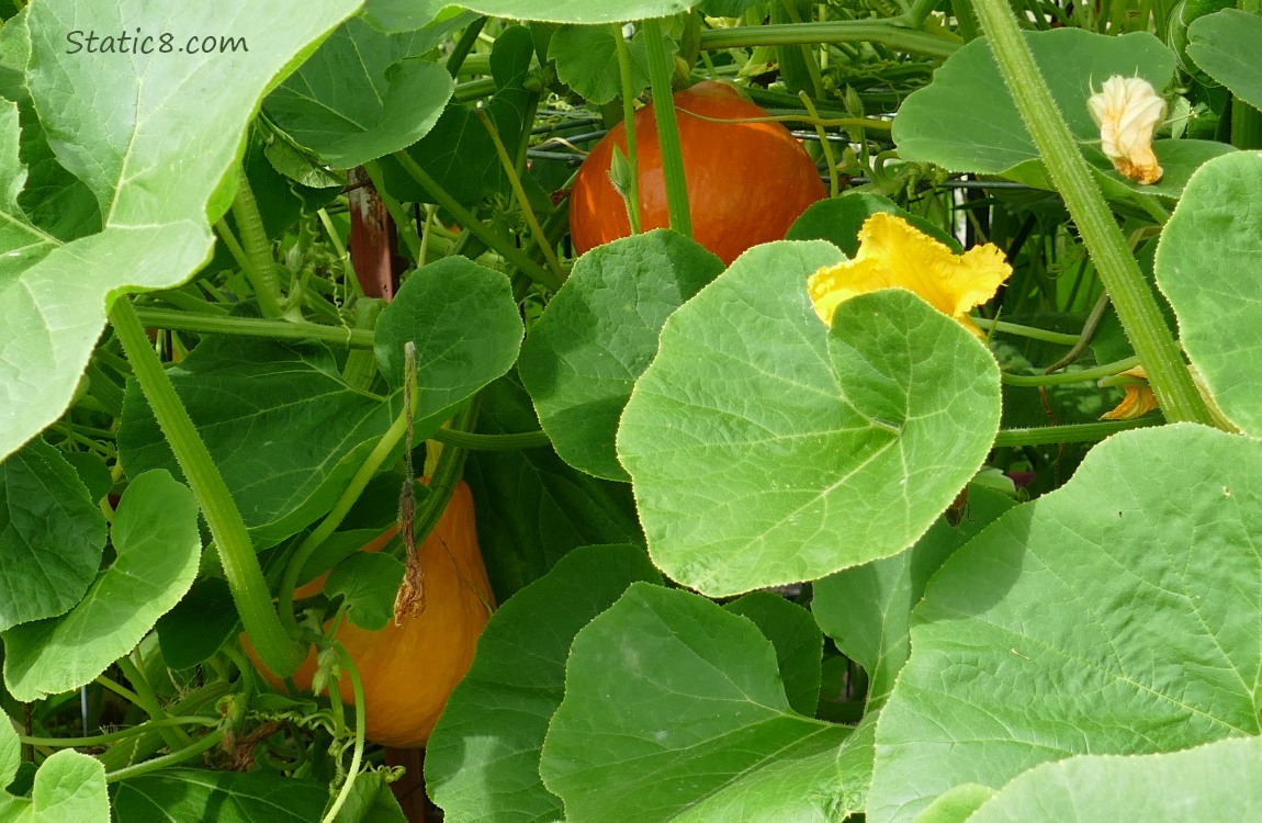 Orange gourds growing under the leaves