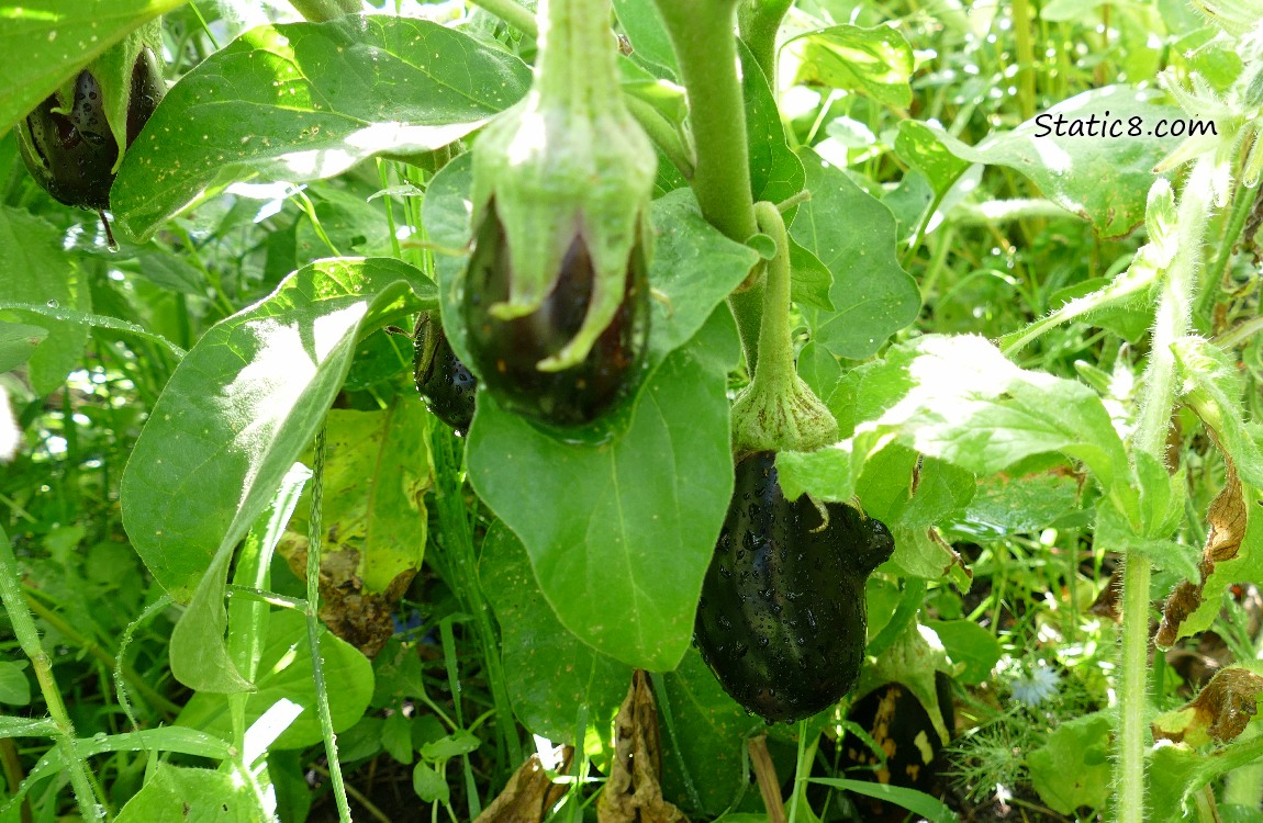 Eggplants hanging from the vine