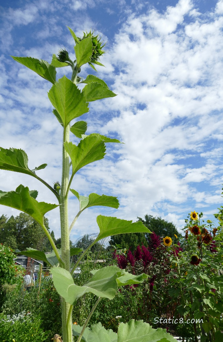 Tall Sunflower with blue sky and clouds behind