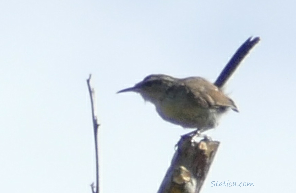 Blurry Bewick Wren