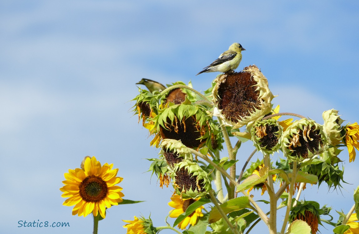 Goldfinch standing at the top of a bunch of sunflower blooms