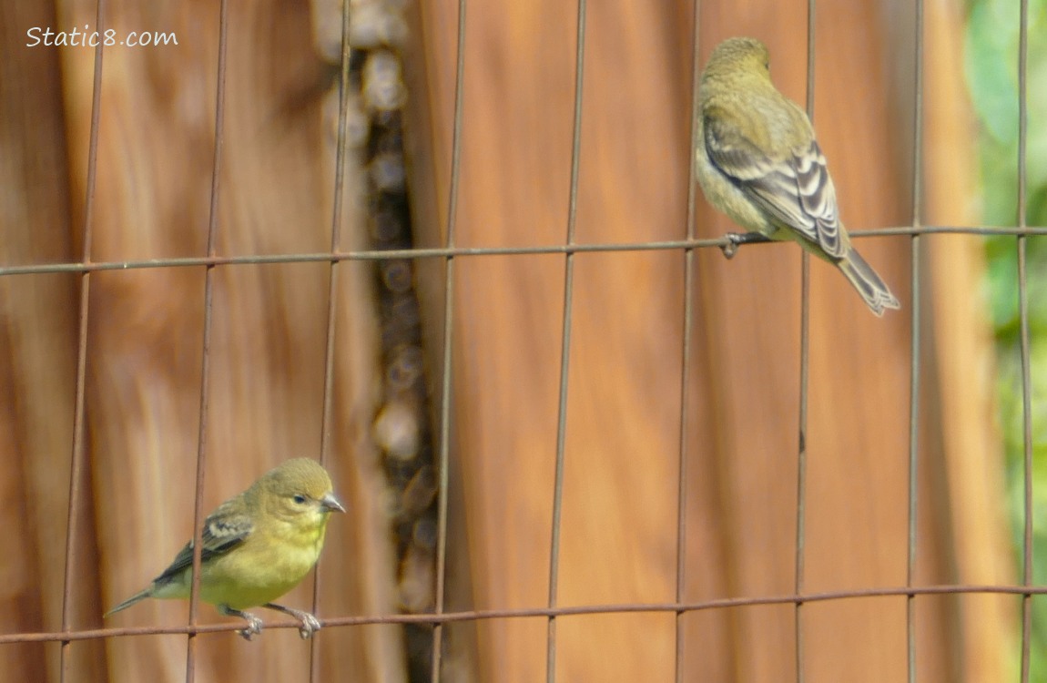 Two Goldfinches standing on a wire fence