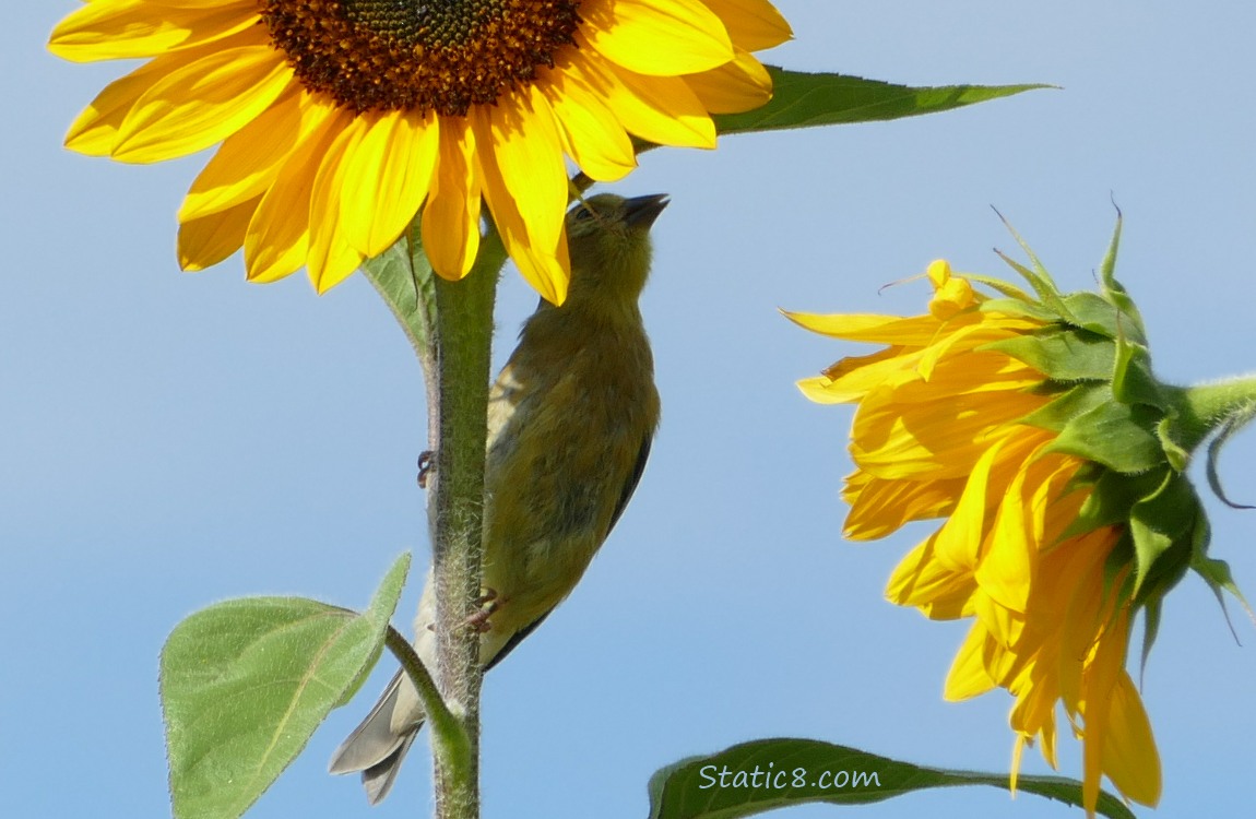 Goldfinch standing on a sunflower stalk reaching up