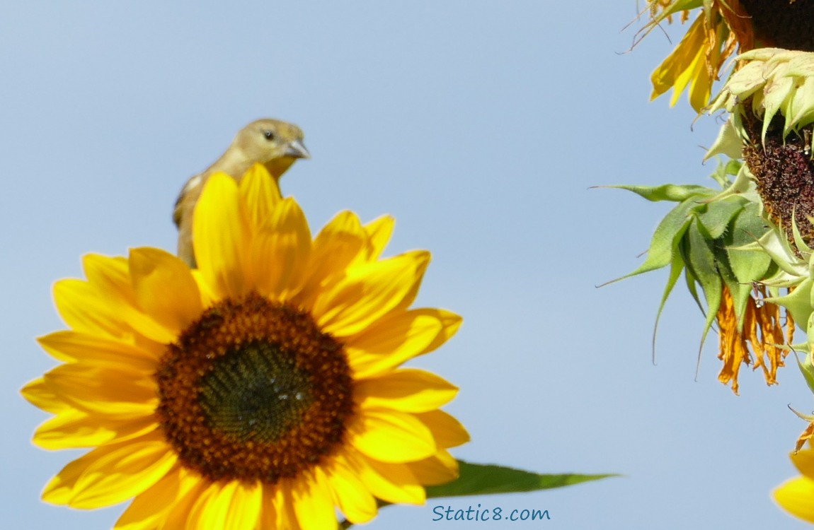 Blurry Goldfinch standing behind a Sunflower bloom