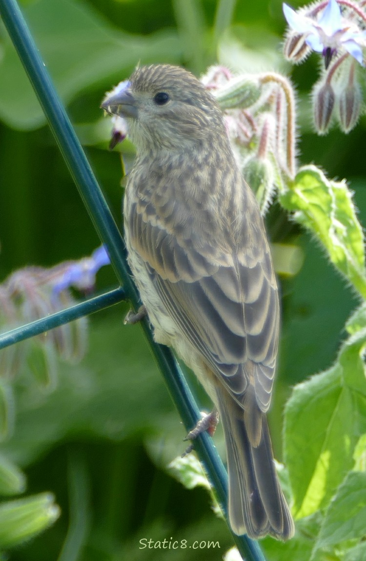 House Finch standing on a wire trellis