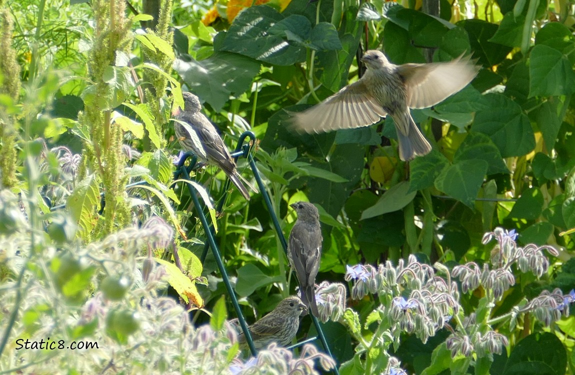 House Finches standing on a wire trellis, one is flying