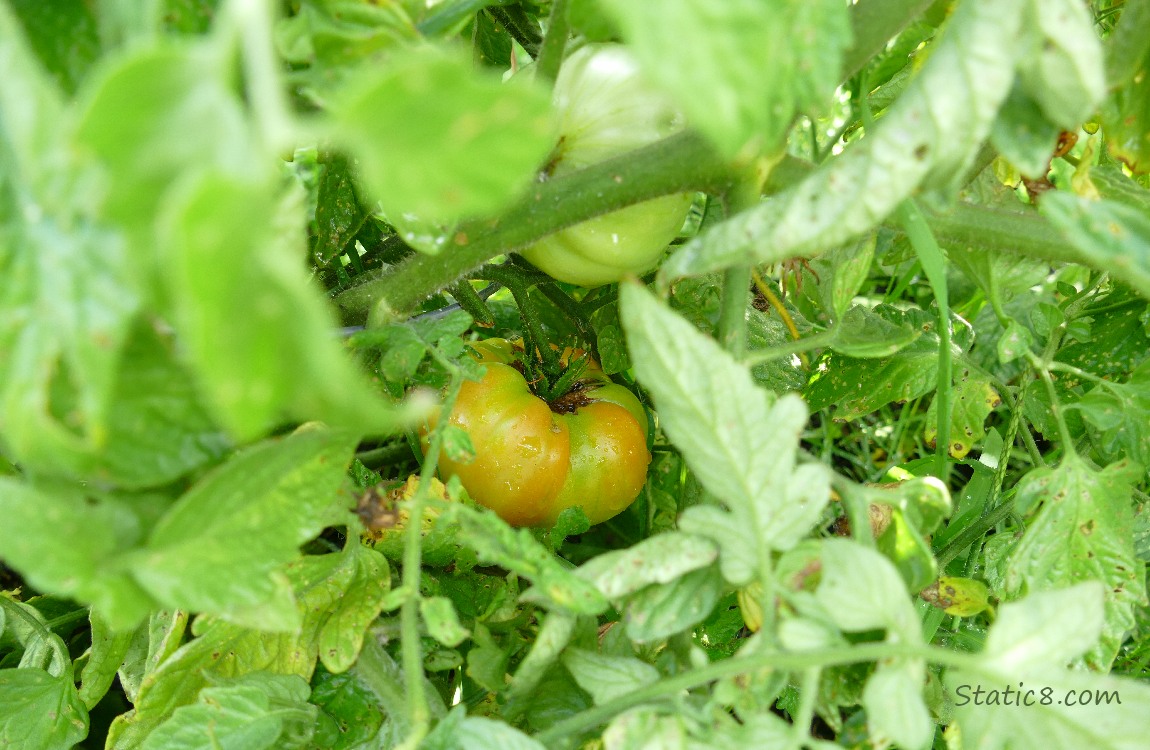 Ripening tomato on the vine