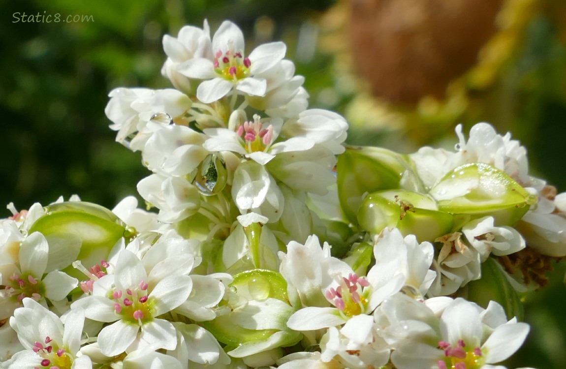 Buckwheat blooms