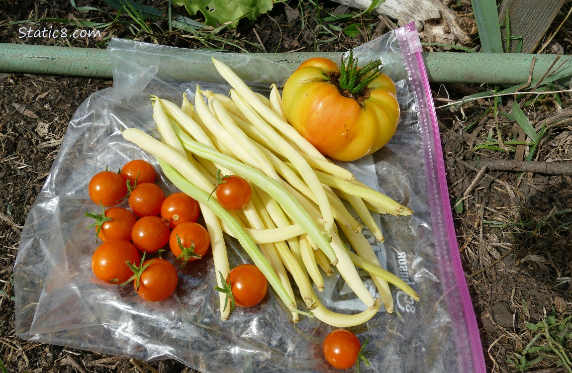 Harvested veggies laying on the ground