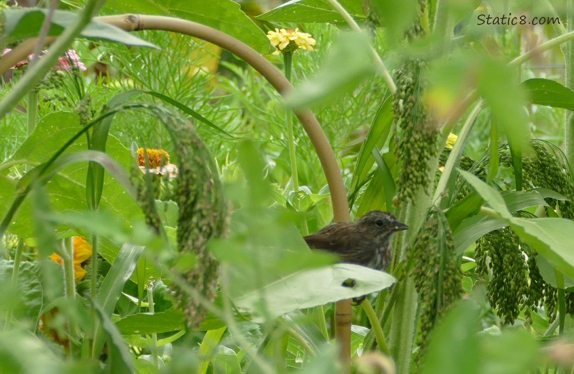 Song Sparrow peeking thru greenery