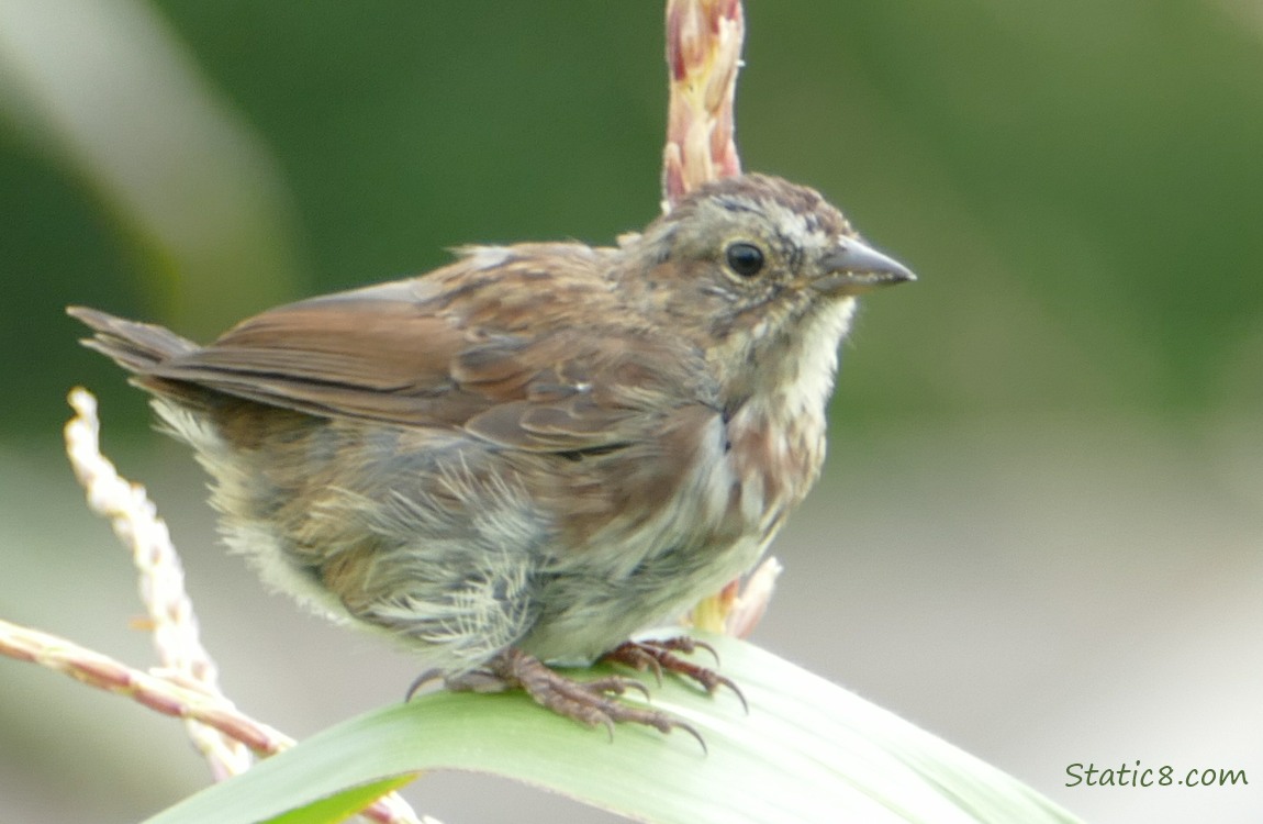 Song Sparrow standing on a leaf of corn