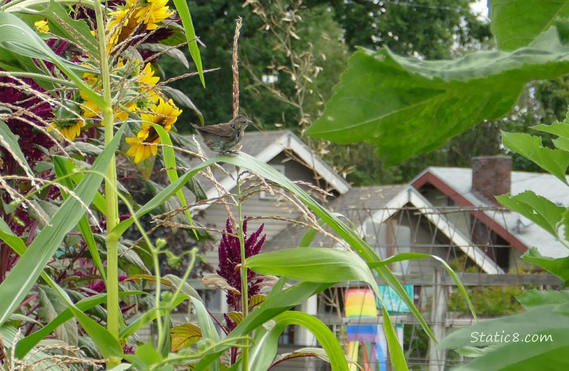 Song Sparrow in a garden plot, standing on a leaf of corn