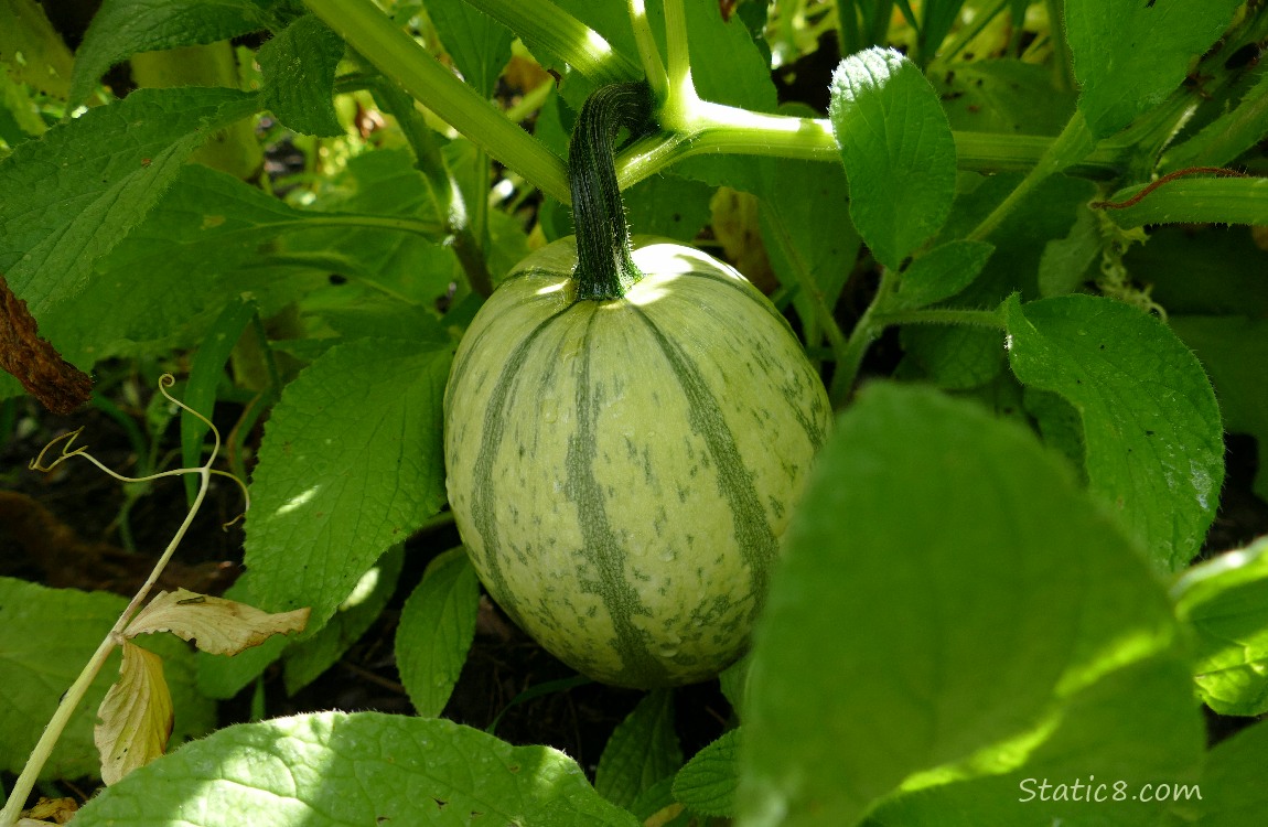 Striped Spaghetti Squash growing on the vine