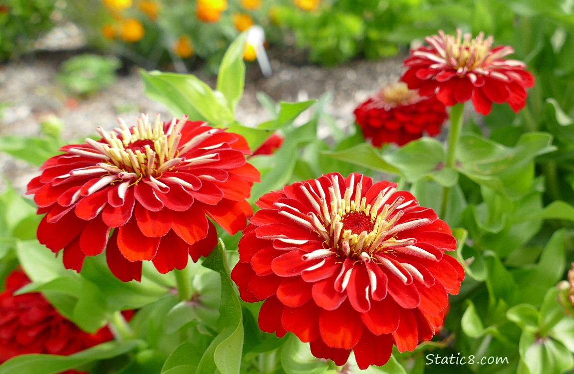 Red Zinnia blooms