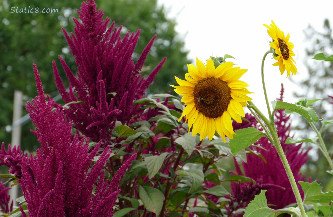 Red Amaranth and Sunflowers