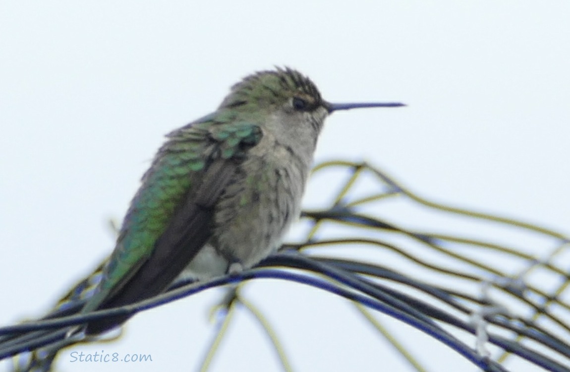 Anna Hummingbird standing on a wire tellis