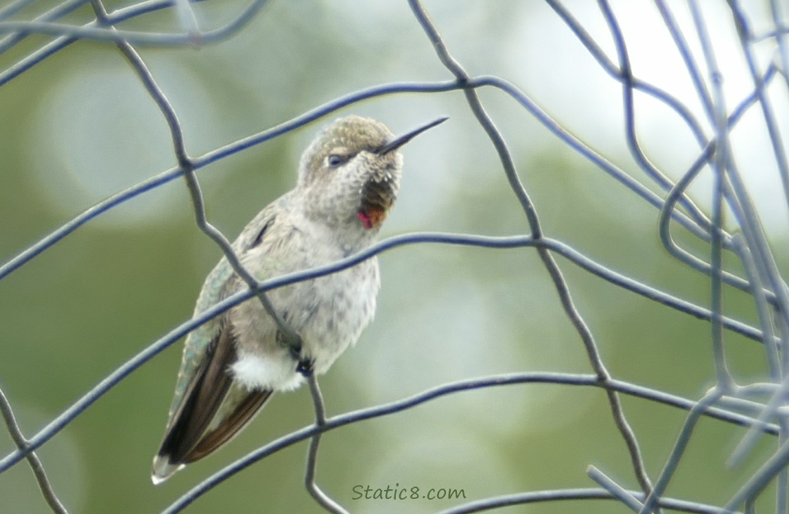 Anna Hummingbird standing on a wire trellis