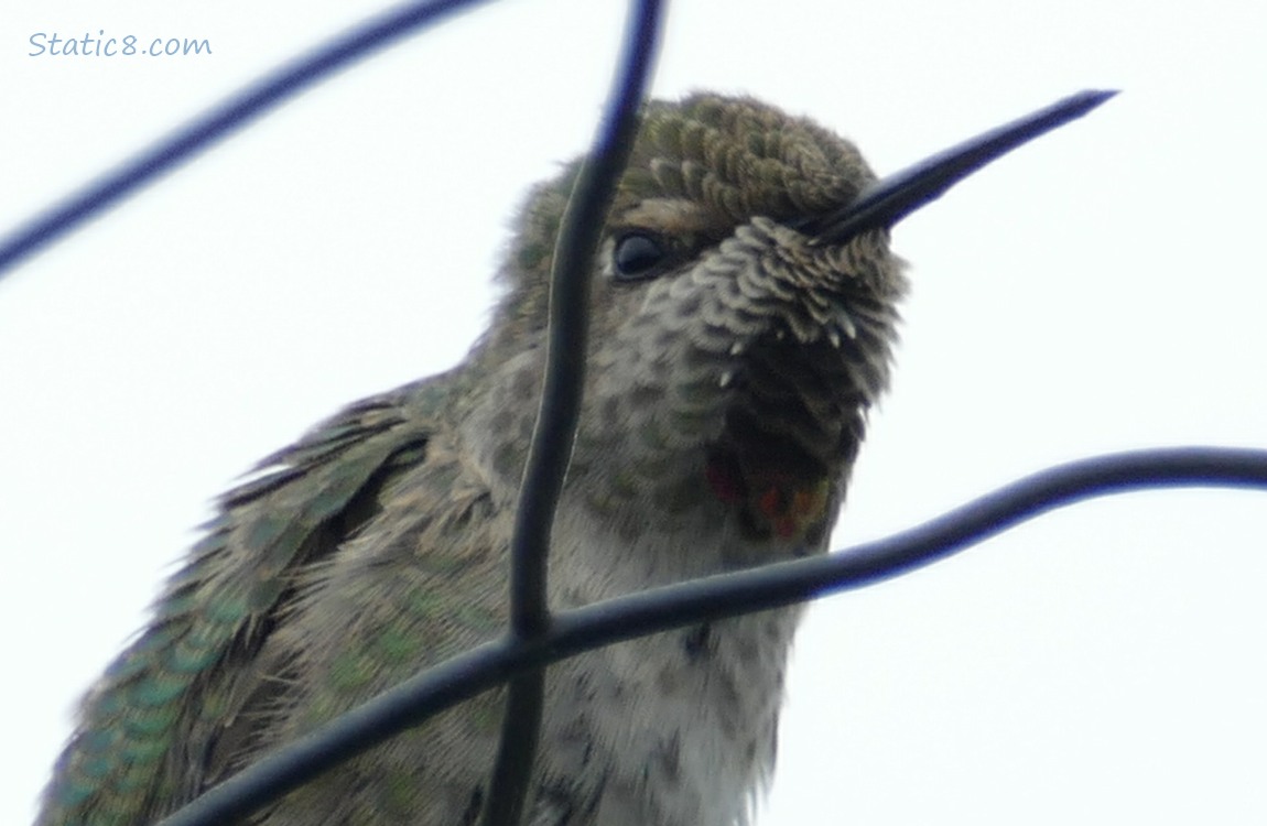 Anna Hummingbird standing on a wire trellis