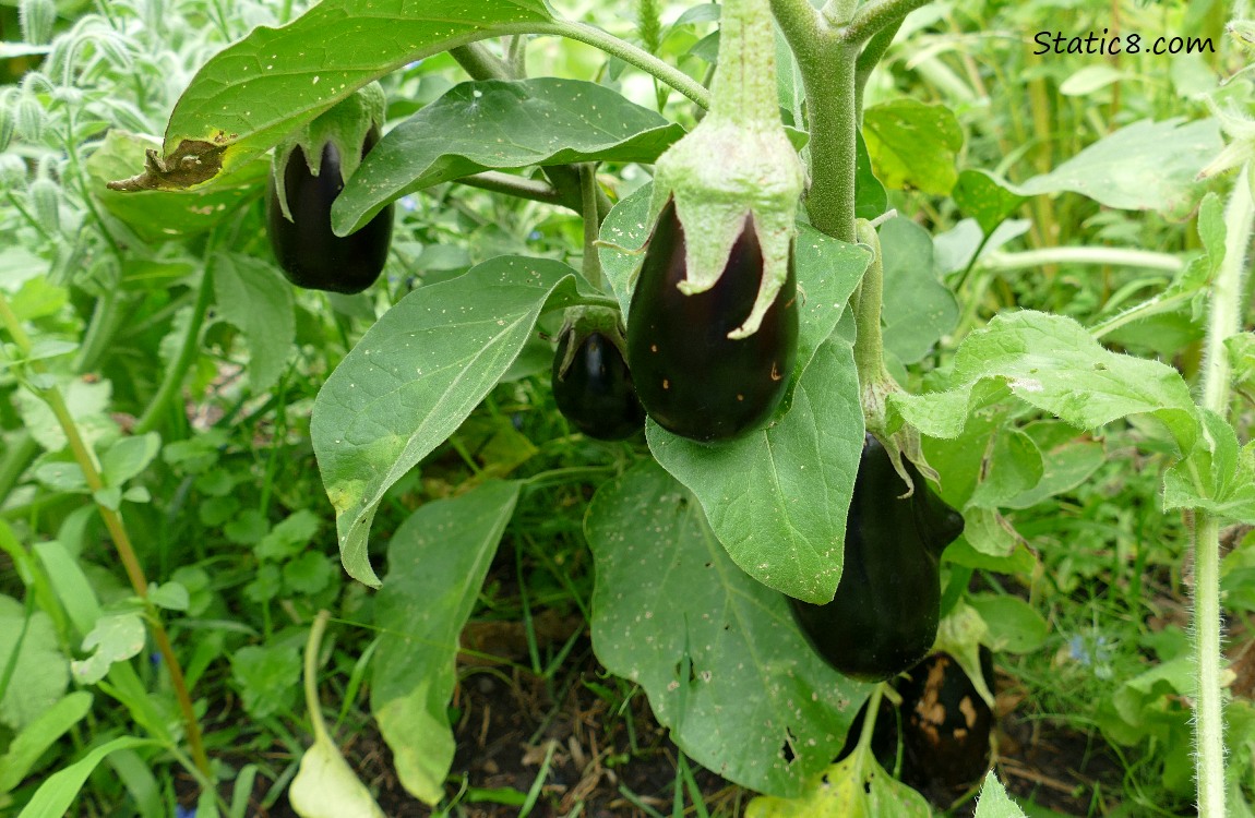 Eggplants growing on the vine