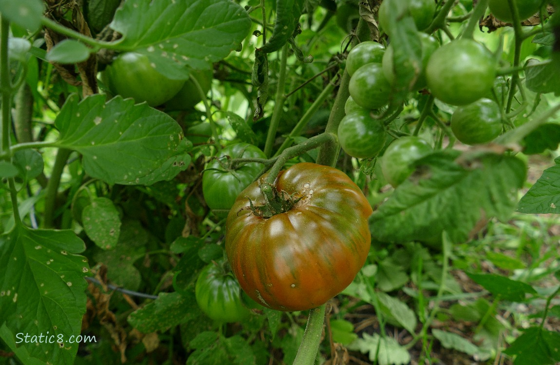 tomato ripening on the vine