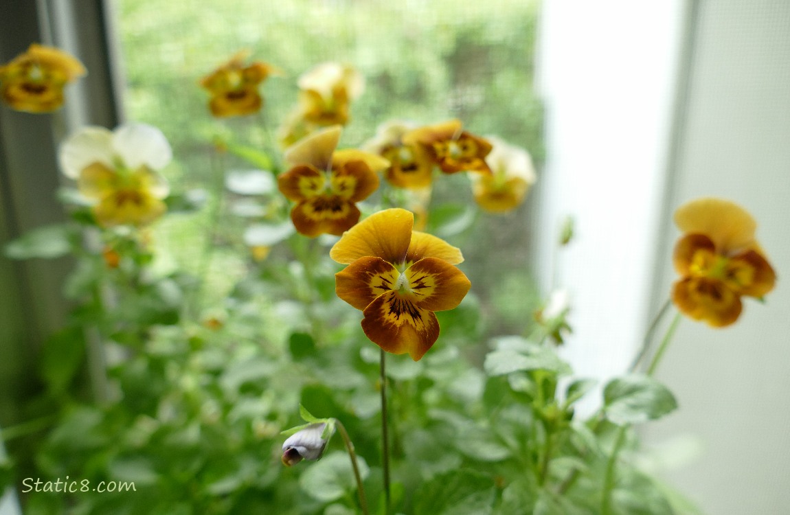 Yellow Pansies