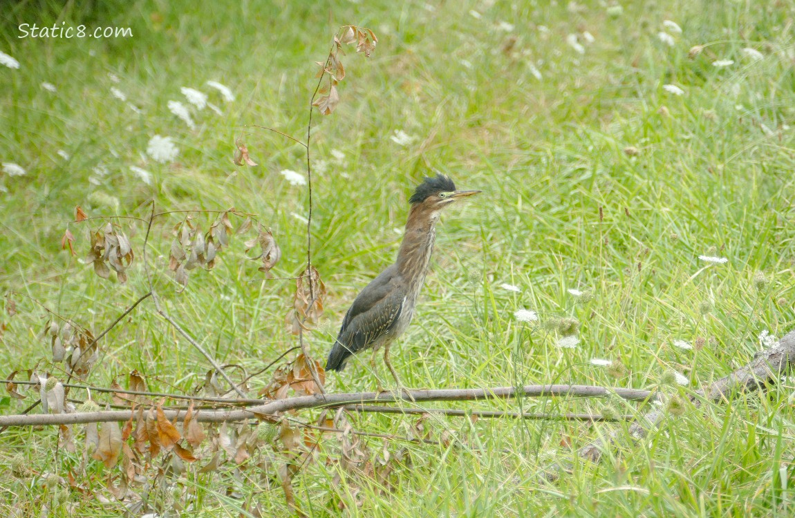 Green Heron standing on a dead branch on the ground