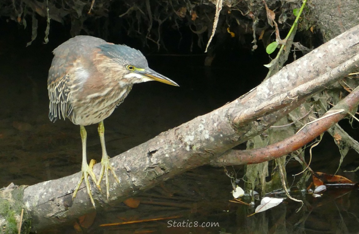 Green Heron standing on a log