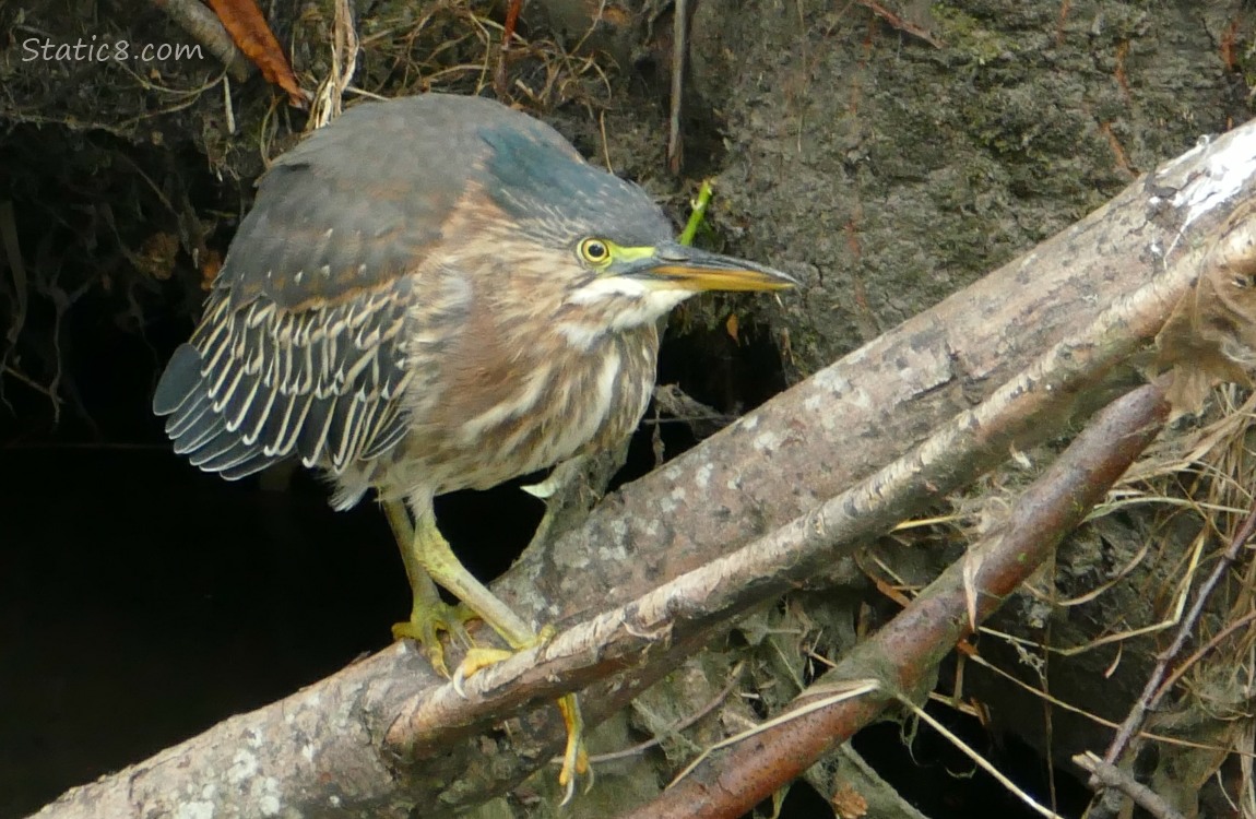 Green Heron standing on a log