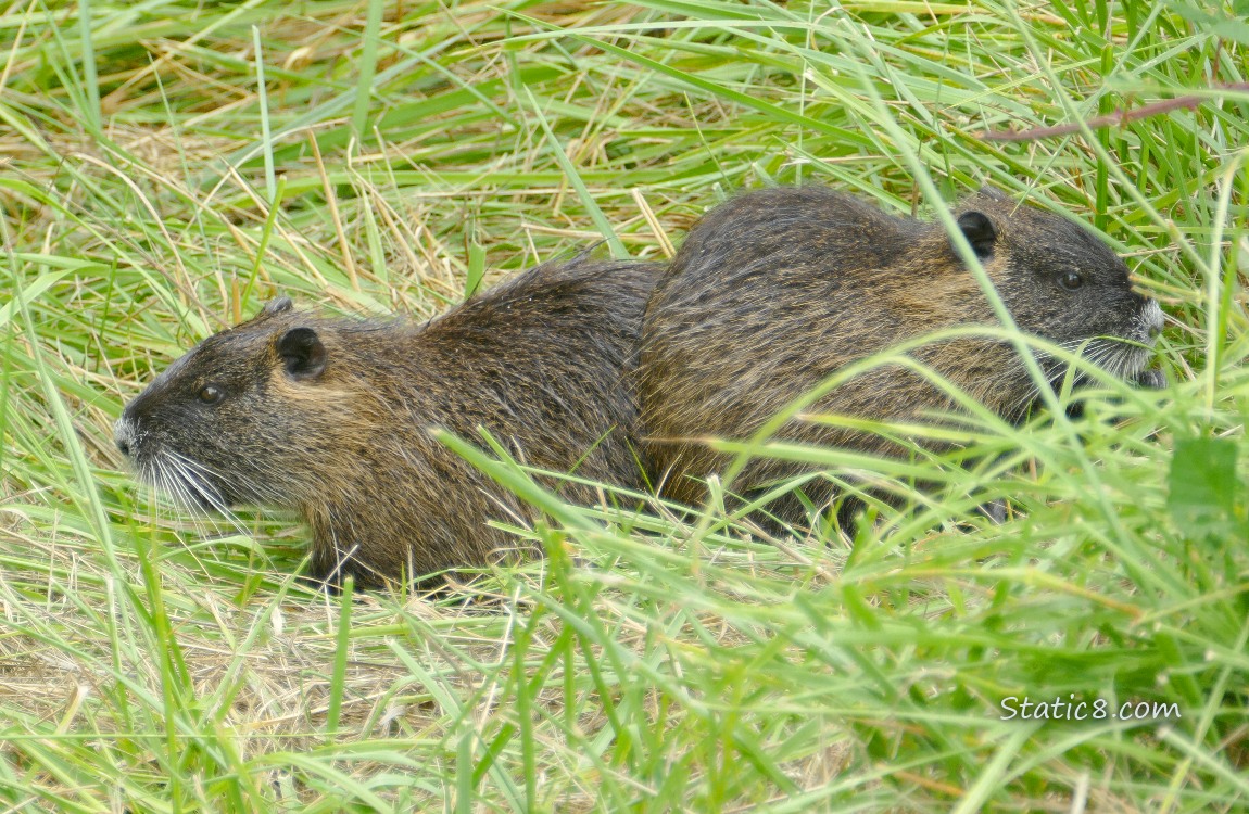 Two Nutrias sitting in the grass