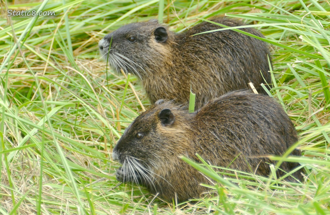 Two Nutrias sitting in the grass