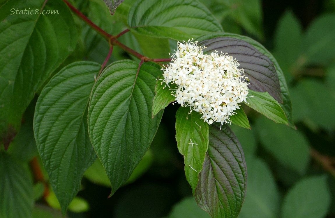 Red Oiser Dogwood leaves and blooms