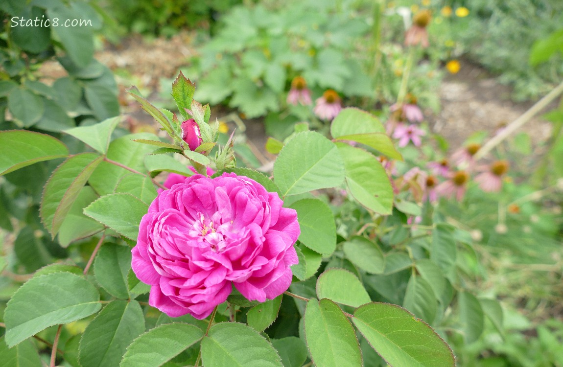 Dark pink rose with other flowers in the backround