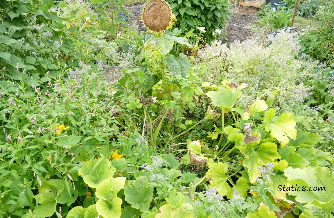 Garden plot