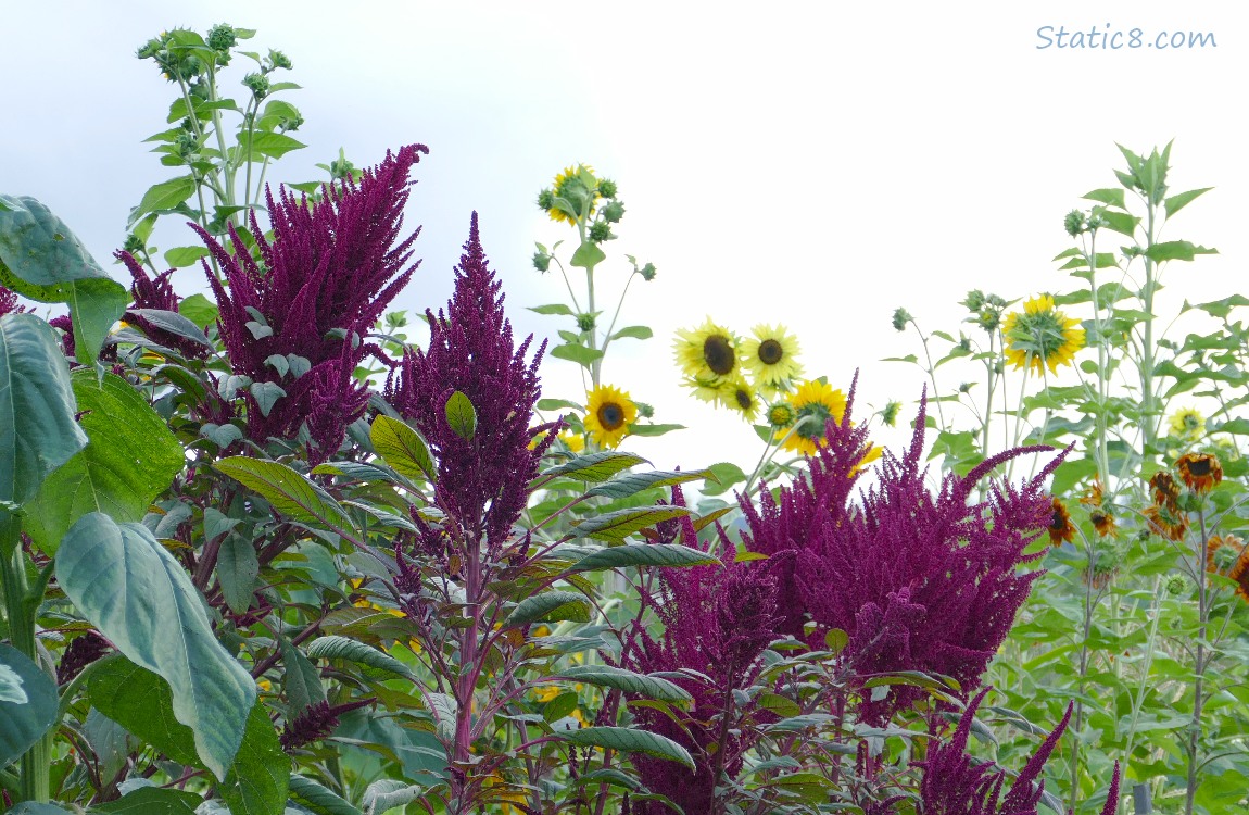 Red Amaranth and Sunflowers